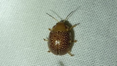 Paropsis ornata