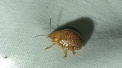 Paropsis ornata