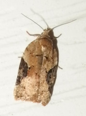 Acleris braunana