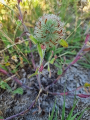 Trifolium diffusum