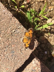 Phyciodes tharos image