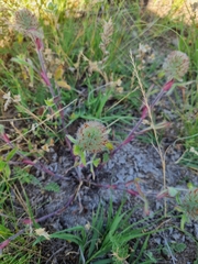 Trifolium diffusum