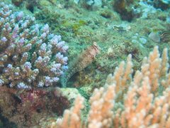 Crossosalarias macrospilus