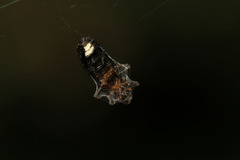 Lamprohiza splendidula