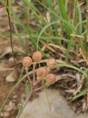 Physaria ovalifolia alba