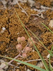 Physaria ovalifolia alba