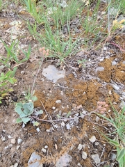 Physaria ovalifolia alba