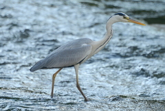 Ardea cinerea