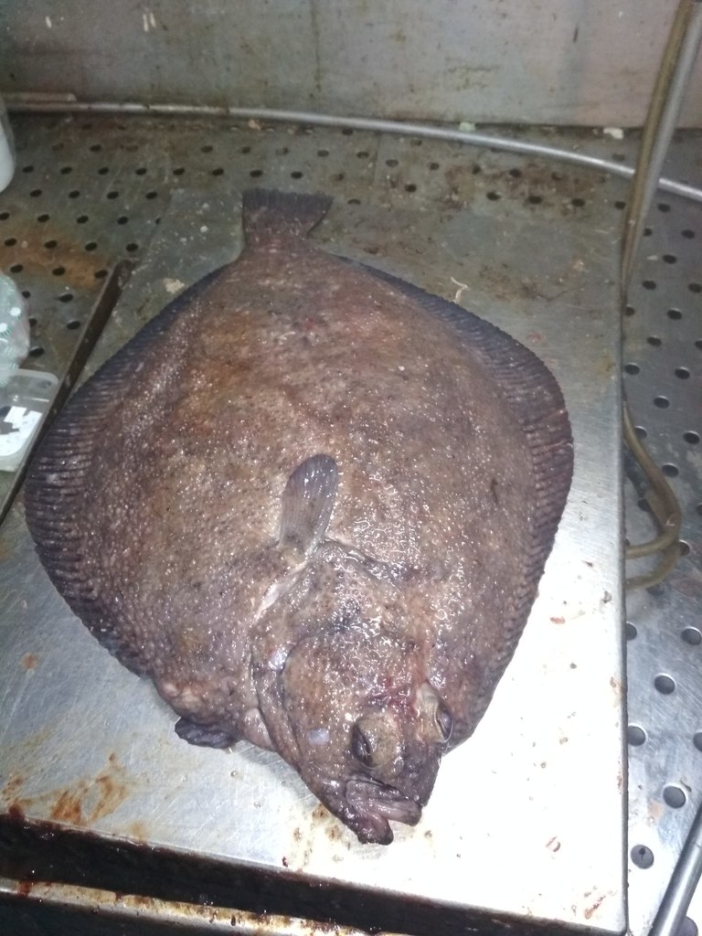 Roughscale Sole