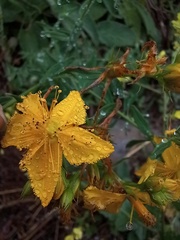 Hypericum perforatum