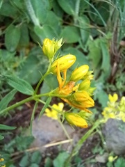 Hypericum perforatum
