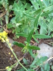 Hypericum perforatum