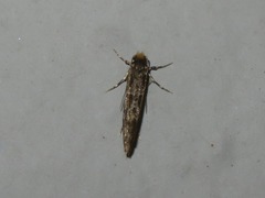Triaxomera parasitella