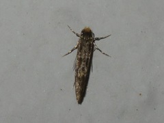 Triaxomera parasitella