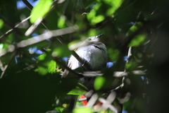 Trochocercus cyanomelas cyanomelas