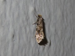 Triaxomera parasitella
