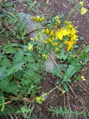 Hypericum perforatum