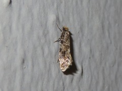 Triaxomera parasitella