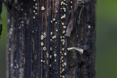 Trichopeziza