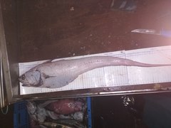 Coryphaenoides pectoralis