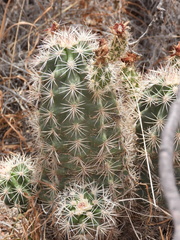 Echinocereus × roetteri, photograph CK2AZ, CC BY, iNaturalist via GBIF