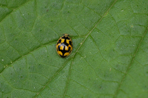 Fourteen-spotted Lady Beetle