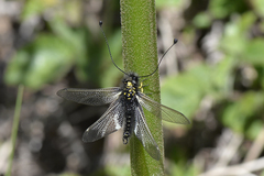 Libelloides hispanicus