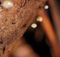 Marasmius alveolaris