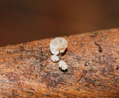 Marasmius alveolaris