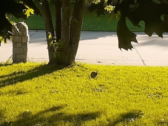 Sylvilagus floridanus