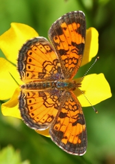 Phyciodes tharos image