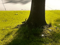 Sciurus carolinensis