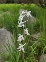 Delphinium carolinianum virescens