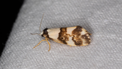 Philenora aspectalella