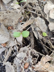 Impatiens glandulifera