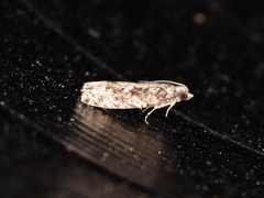 Gretchena concubitana