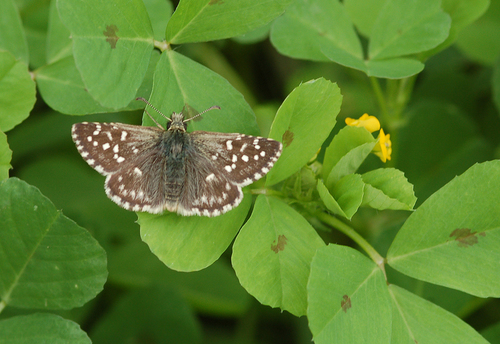Grizzled Skipper