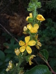 Agrimonia eupatoria