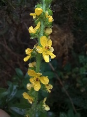 Agrimonia eupatoria