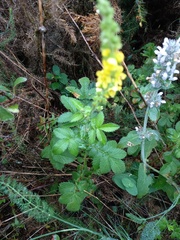 Agrimonia eupatoria