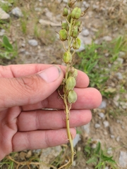 Camassia angusta
