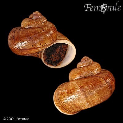 Cyclophorus herklotsi