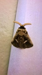 Podalia intermaculata