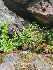 Asplenium cuneifolium