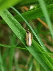 Metacantharis clypeata