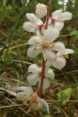 Pyrola grandiflora
