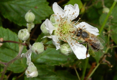 Apis mellifera