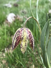 Fritillaria