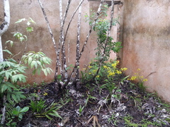 Cyrtopodium flavum