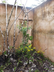 Cyrtopodium flavum